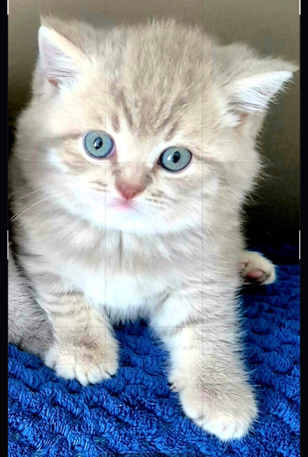 Brits Korthaar kittens! Poesje Fawn Tabby kleur!, Meerdere dieren, Gechipt, 0 tot 2 jaar