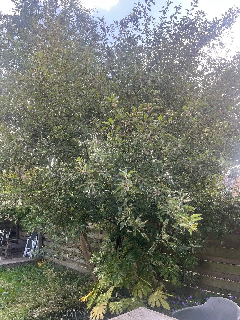 Appelboom; gratis af te halen, Ophalen, Lente, Volle zon, Appelboom