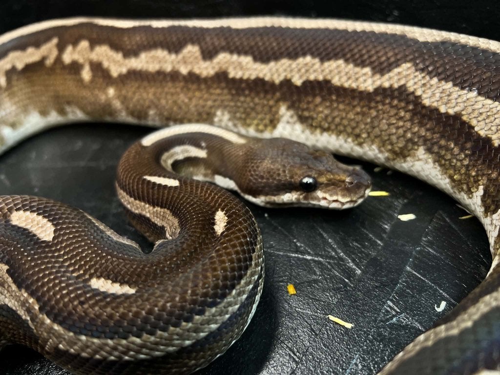 Ball python Cinnemon phantom leopard (Snake day Houten) Ball Python photo 2