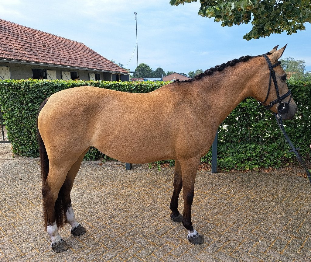 Mooie 8 jarige NWR merrie, Dieren en Toebehoren, Pony's, Merrie, Met stamboom, Zadelmak, 7 tot 10 jaar