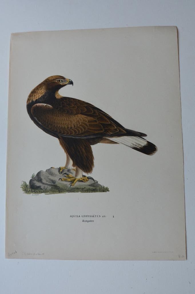 AREND STEENAREND AQUILA CHRYSAËTUS ORIGINELE LITHO 1929 VE4, Verzenden, Origineel, Flora en Fauna, Lithografie