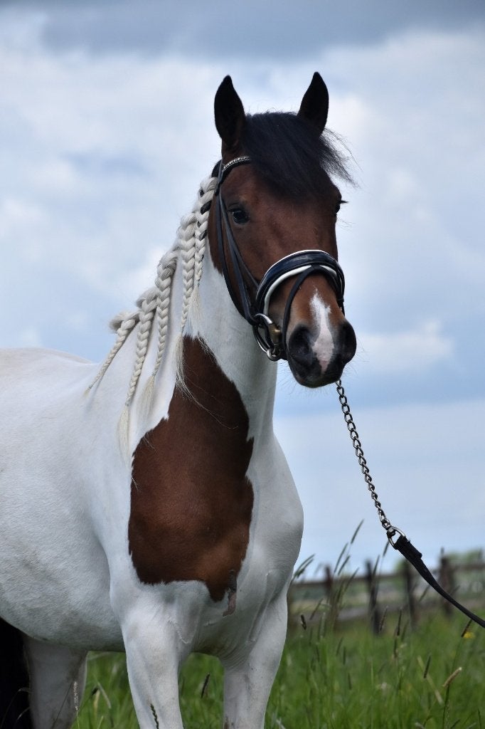 Mooie D-pony, Dieren en Toebehoren, Merrie, B, Dressuurpony, 3 tot 6 jaar
