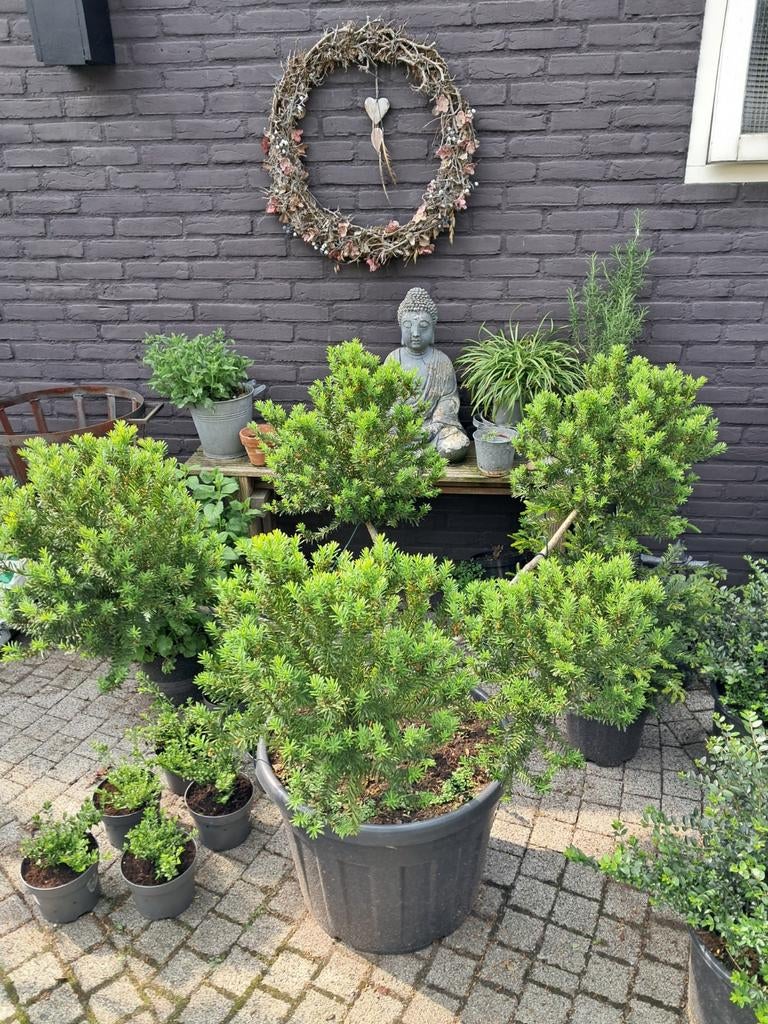Taxus bonsai.  Bollen ongeveer 40 cm doorsnede, Tuin en Terras, Planten | Bomen, Ophalen, Bloeit niet, Halfschaduw, Overige soorten