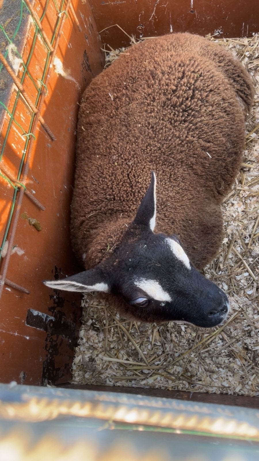 Dassenkop gezocht, Dieren en Toebehoren, Meerdere dieren, Schaap
