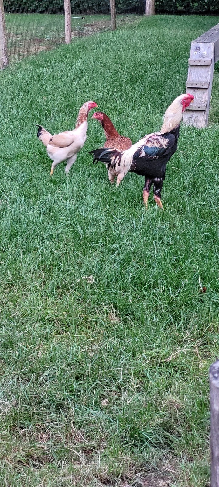 Trio indio gigante brasil (reuzenhoen), Meerdere dieren, Kip