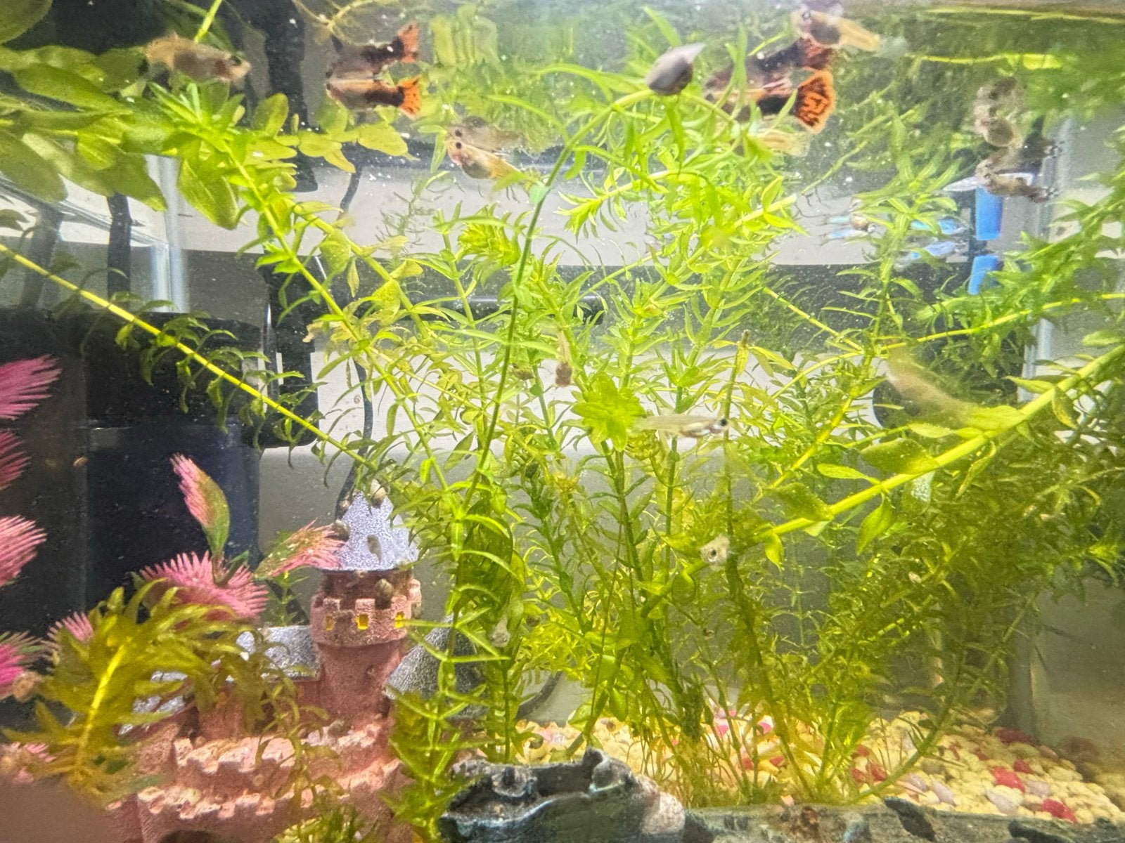 Guppy’s te koop, Dieren en Toebehoren, Vis, Zoetwatervis, Schoolvis