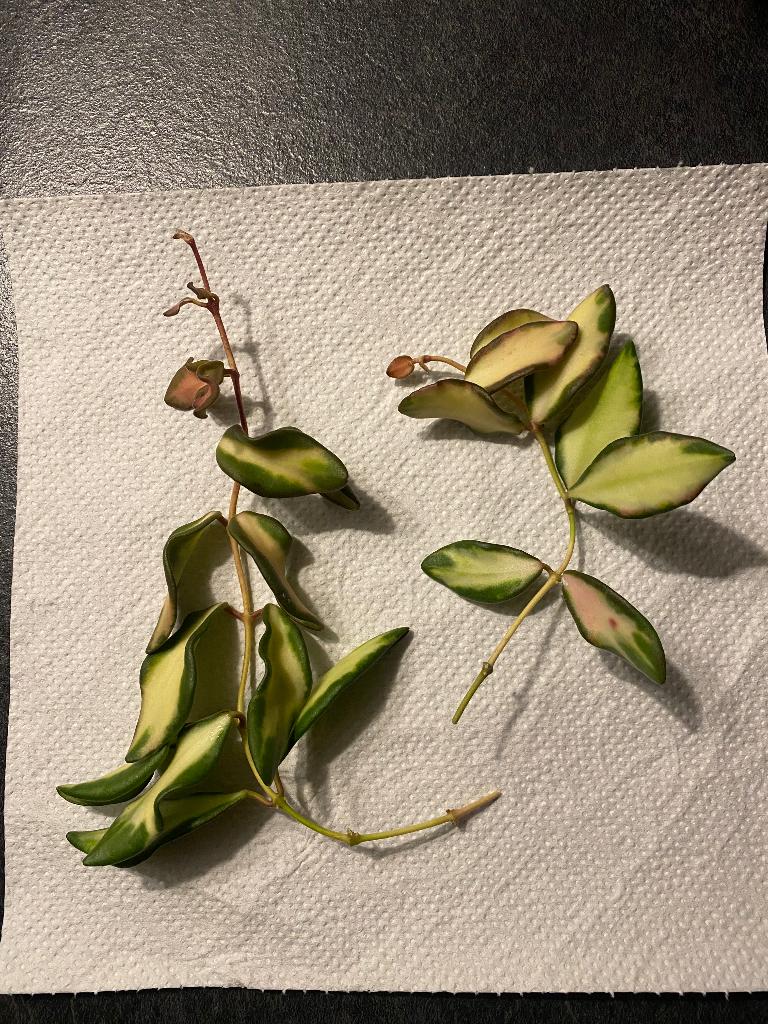 Hoya burtoniae variegata stekjes ruilen, Huis en Inrichting, Kamerplanten, Ophalen, Overige soorten, Halfschaduw, Minder dan 100 cm