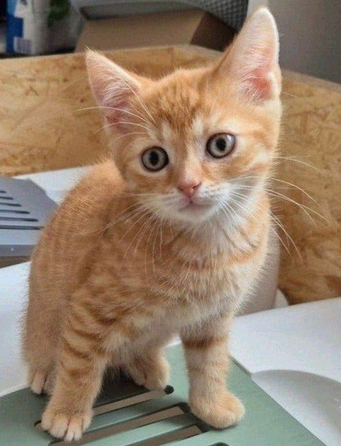 Britse Korthaar kitten, Kater
