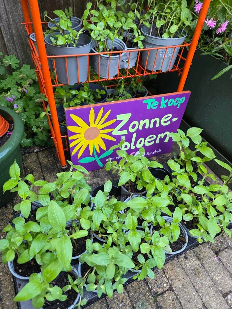 Hoge zonnebloem plantjes, Tuin en Terras, Planten | Tuinplanten, Overige soorten, Volle zon, Eenjarig, Ophalen of Verzenden