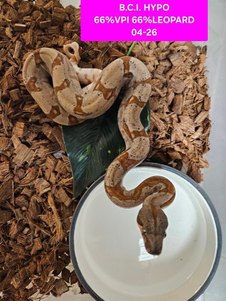 Boa Constrictor Afgodslang Boa Constrictor photo 16