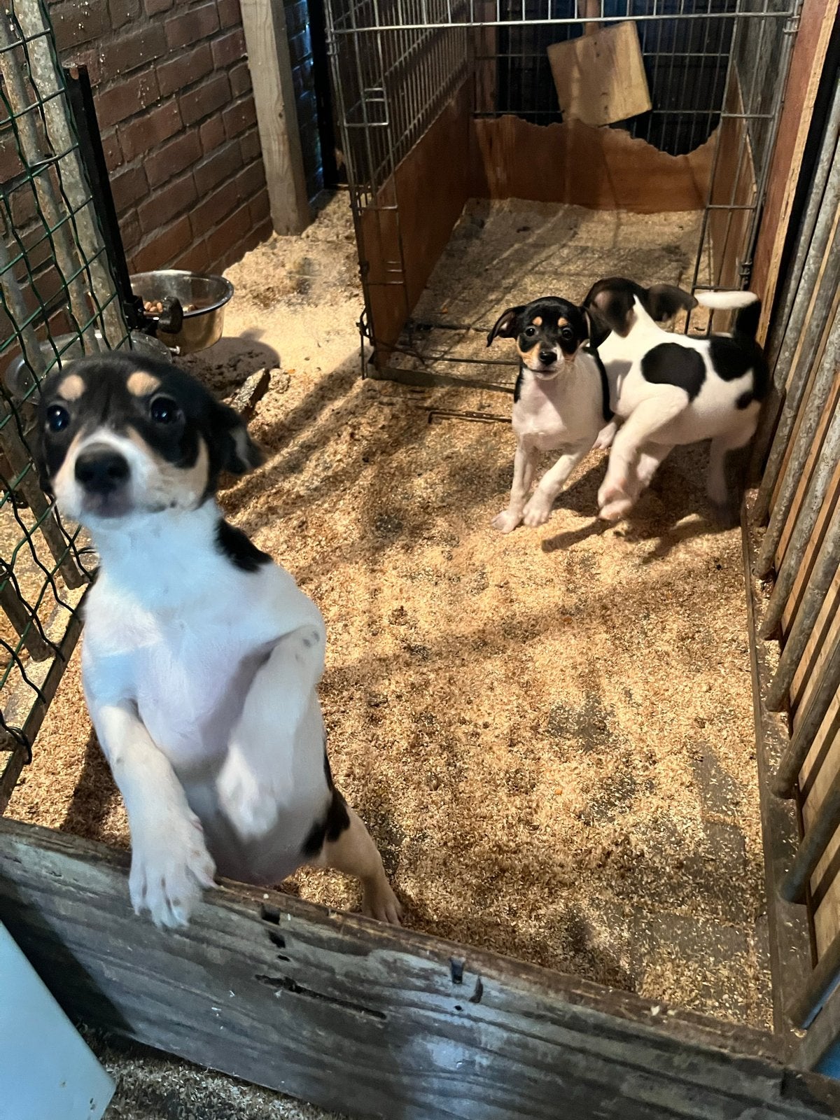 Boerenfox, Dieren en Toebehoren, Honden | Niet-rashonden, Parvo, 8 tot 15 weken, Teef, Meerdere