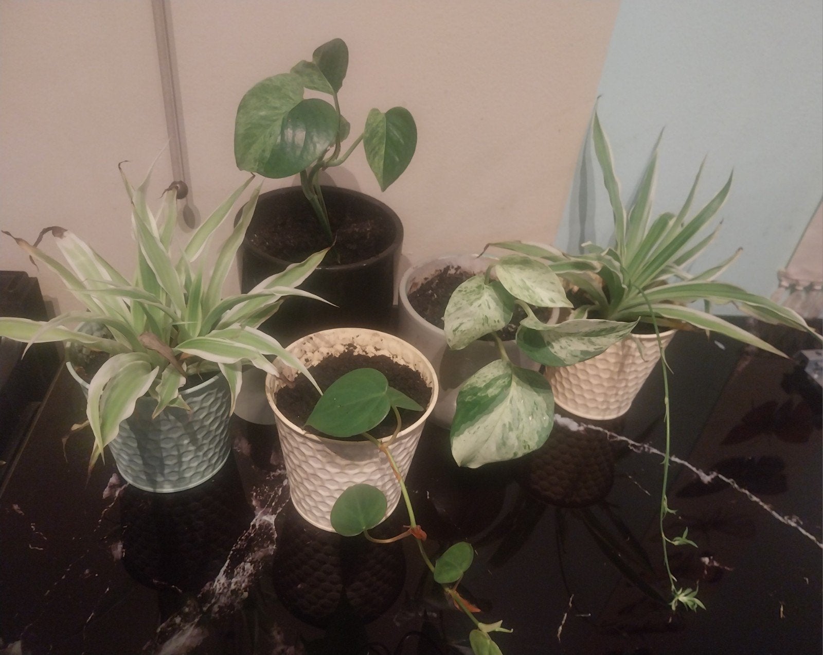 5 kamer plantjes, Ophalen, Halfschaduw, Minder dan 100 cm