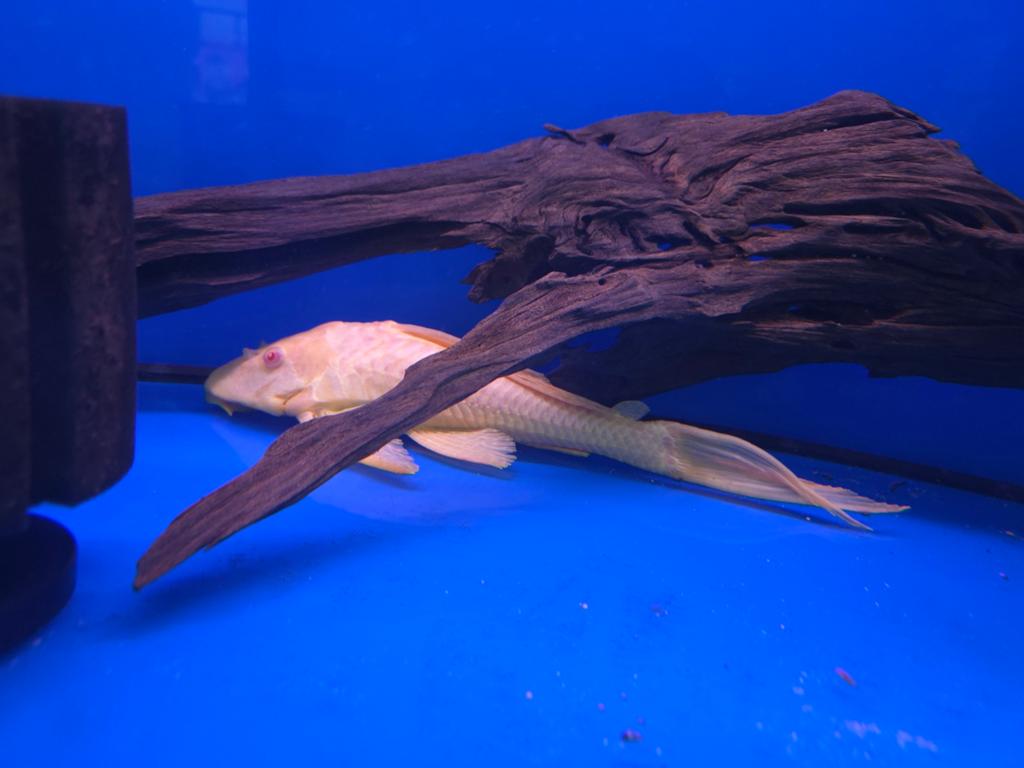 Albino Gibbiceps zeilvin!, Dieren en Toebehoren, Vissen | Aquariumvissen, Vis