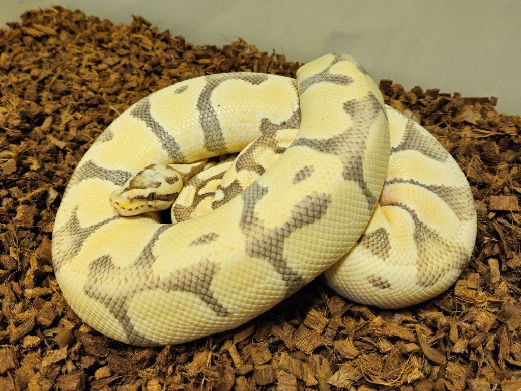 LAST MINUTE HOUTEN DEALS - Diverse koningspythons Ball Python photo 11
