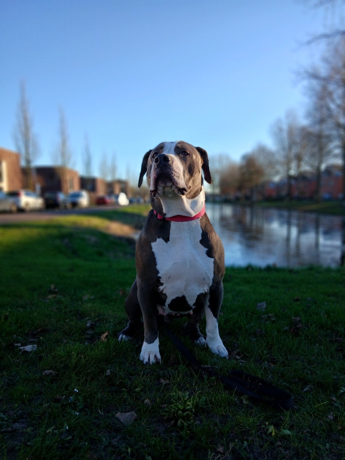 Bully xl, Dieren en Toebehoren, Honden | Dekreuen, Parvo, Teef, Eén hond, 3 tot 5 jaar