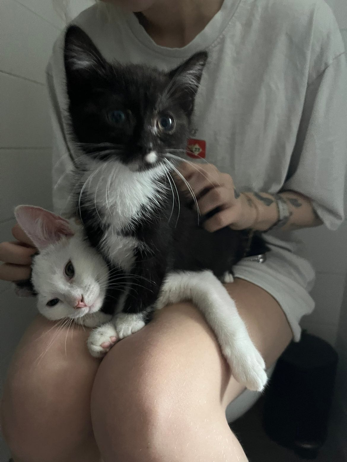 lieve kitten, Dieren en Toebehoren, Katten en Kittens | Overige Katten, Poes