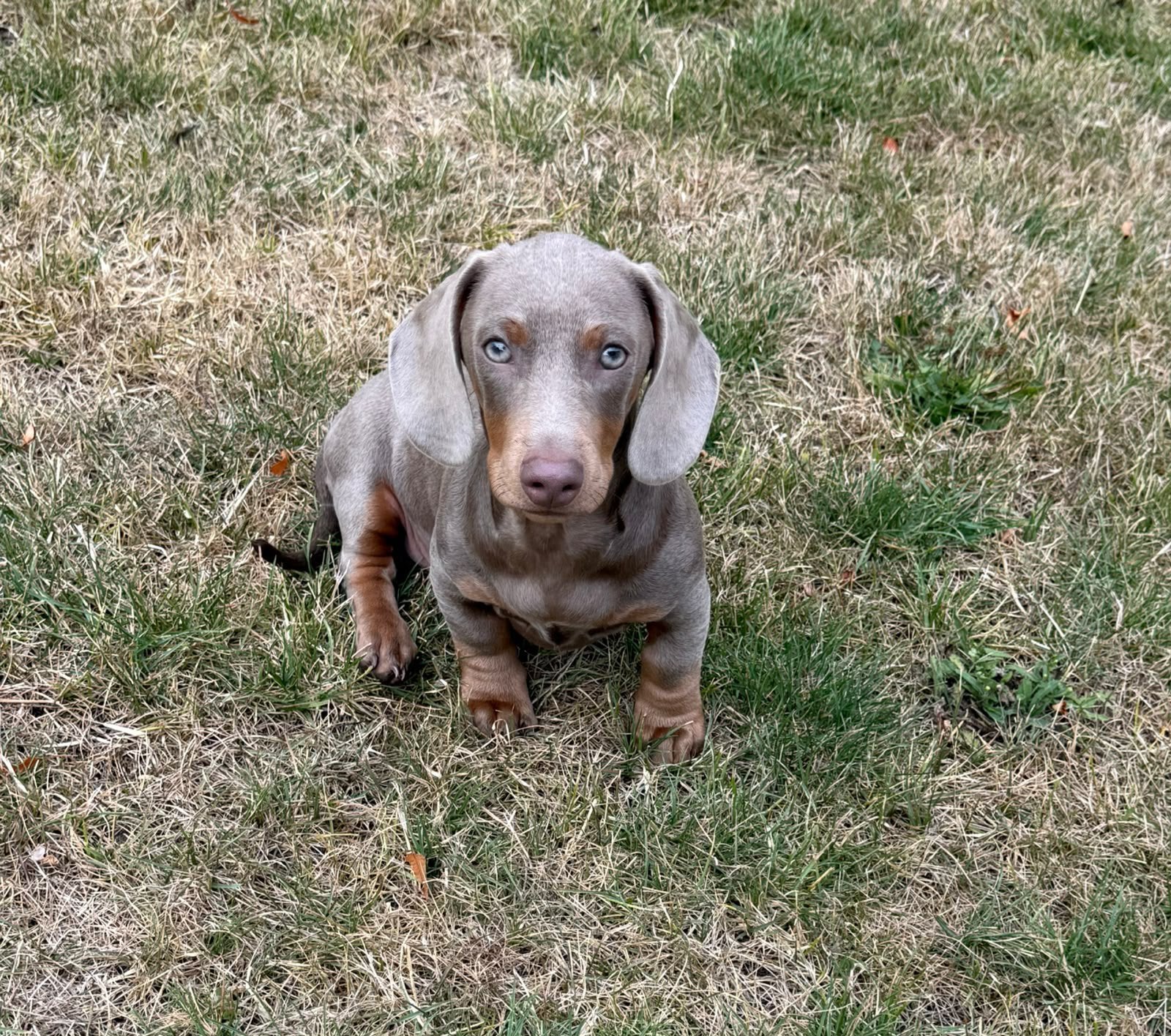 Teckel lilac reutje, Dieren en Toebehoren, Honden | Teckels en Dashonden, Parvo, Reu, 8 tot 15 weken, Korthaar