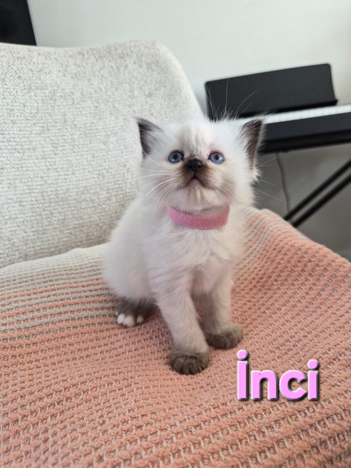 Raszuivere Ragdoll kittens, Meerdere dieren, Ontwormd, 0 tot 2 jaar