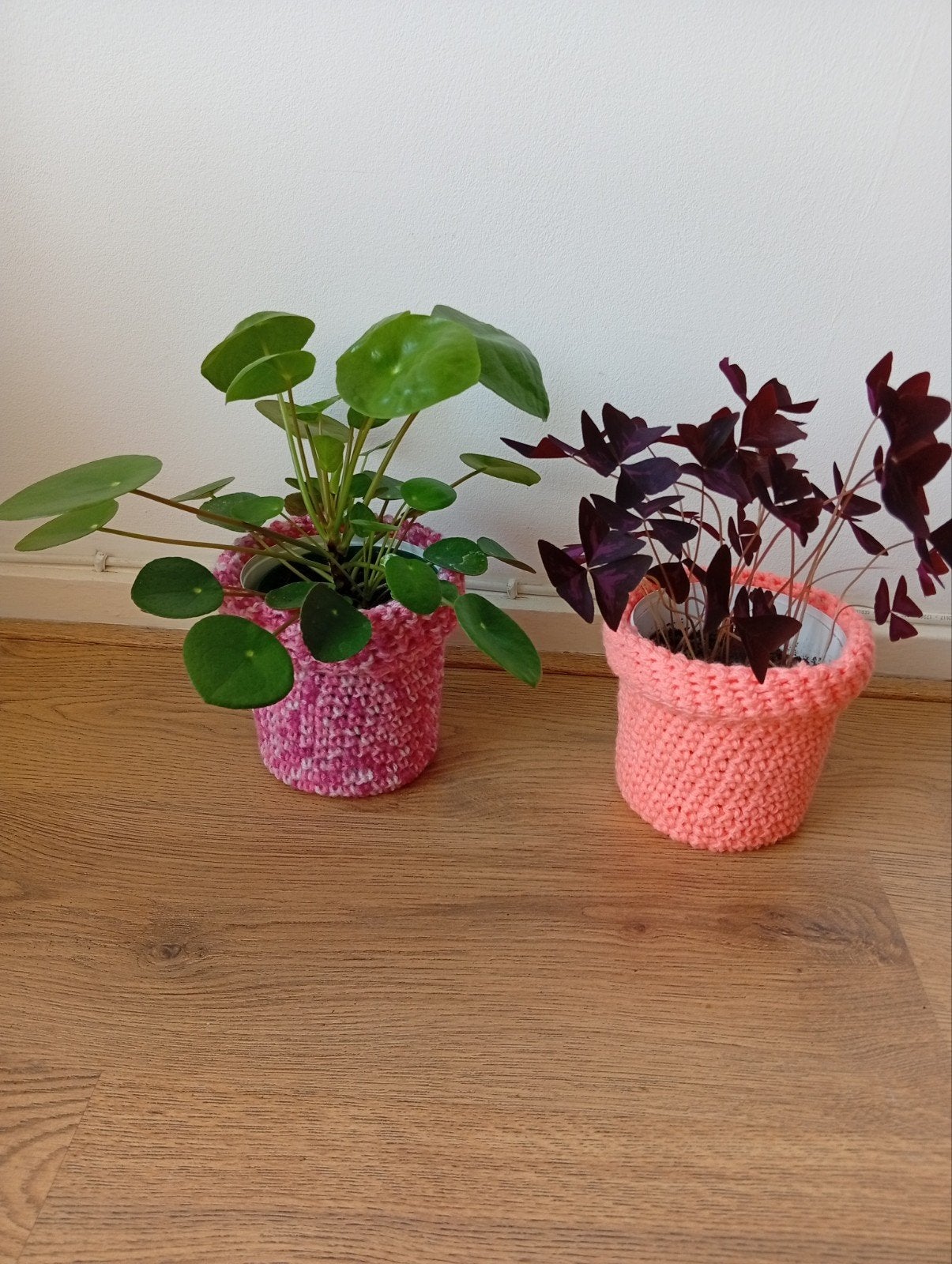 vlinder  plant Oxalis, pannenkoek plant., Huis en Inrichting, Ophalen of Verzenden, Halfschaduw, Minder dan 100 cm