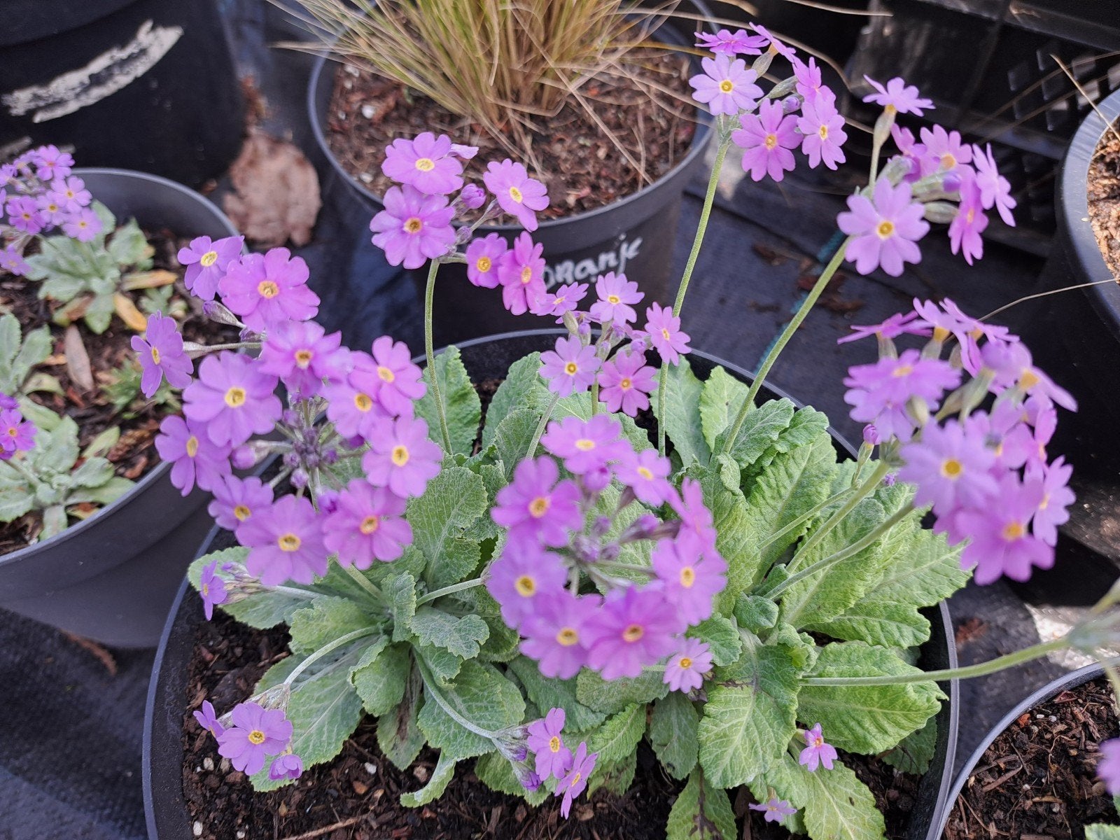verse zaden Primula frondosa, Verzenden, Volle zon