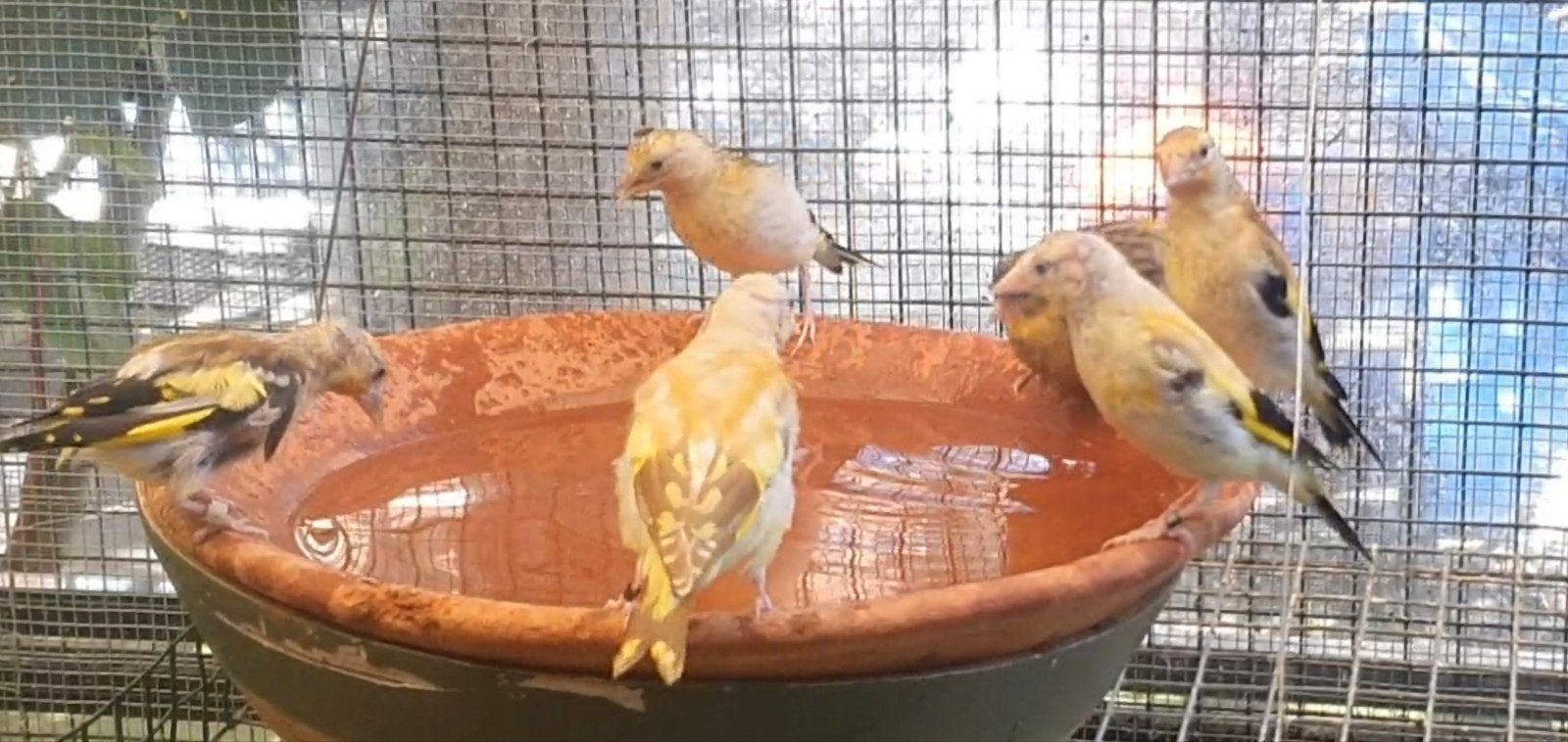 Geel putters, Dieren en Toebehoren, Vogels | Overige Vogels, Meerdere dieren, Wildzangvogel