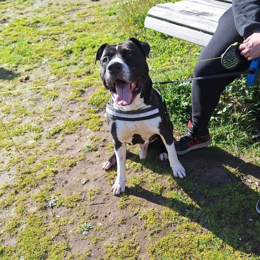 Americaanse stefford, Dieren en Toebehoren, Honden | Herdershonden en Veedrijvers, 6 jaar of ouder, Parvo, Eén hond, Nederland
