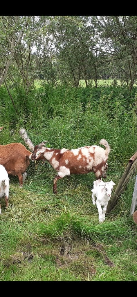 prachtige dekbok met maanvlekken, Dieren en Toebehoren, Mannelijk, Geit, 0 tot 2 jaar