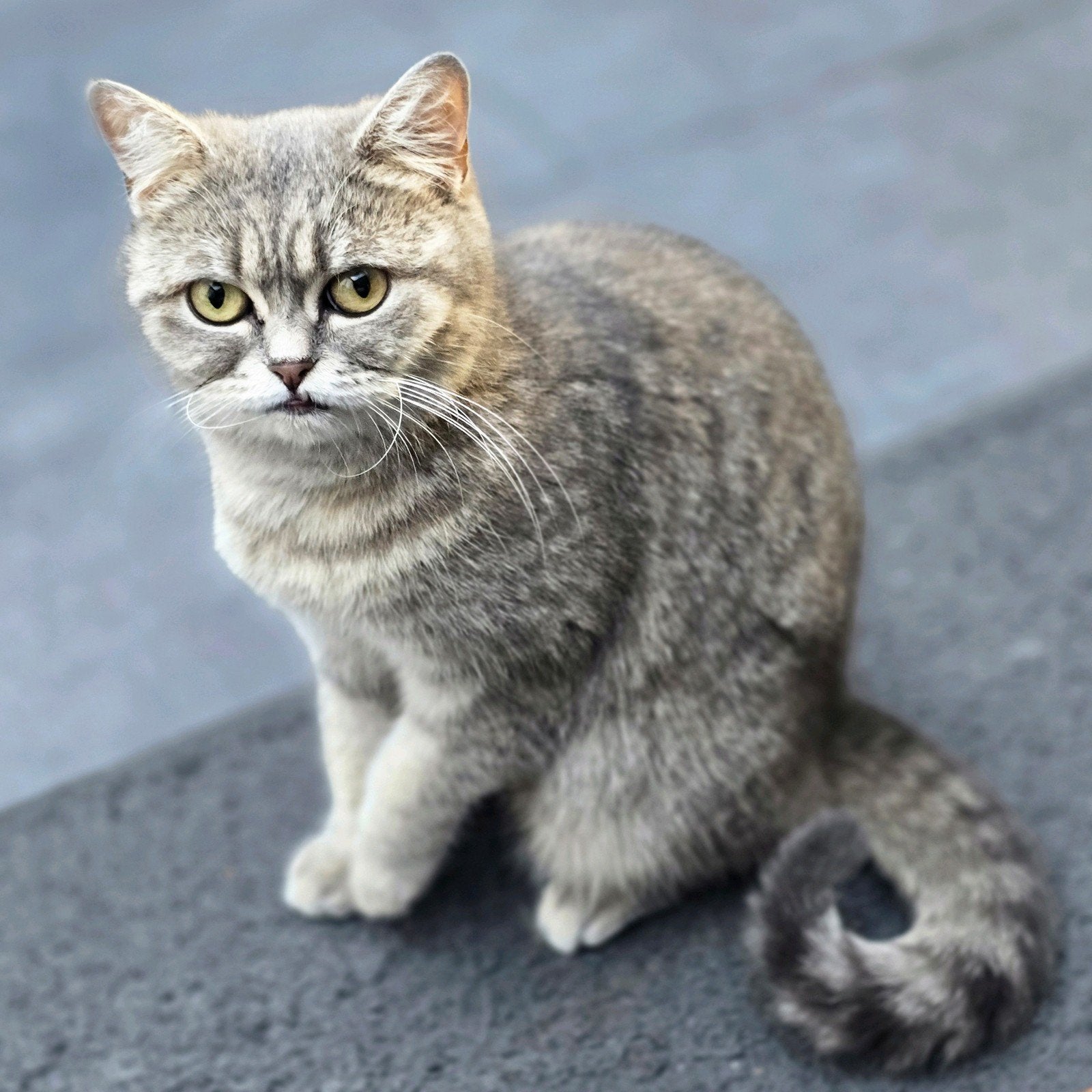 Prachtige Brits Korthaar poes – Grey Tabby, Poes, Gechipt, 3 tot 5 jaar