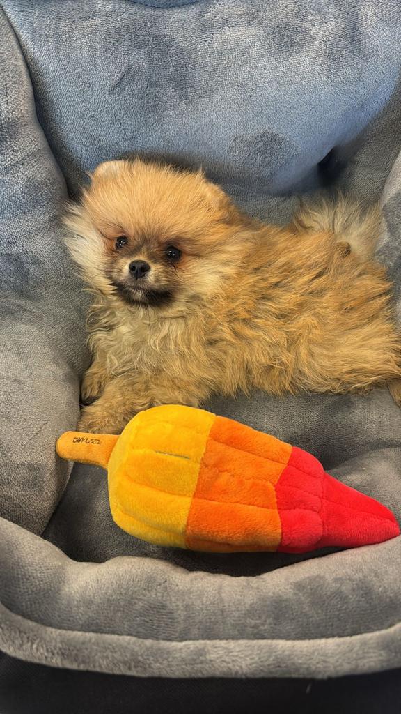 Te koop Pomperiaan bearface, 15 weken tot 1 jaar, Reu, Poolhond, Parvo
