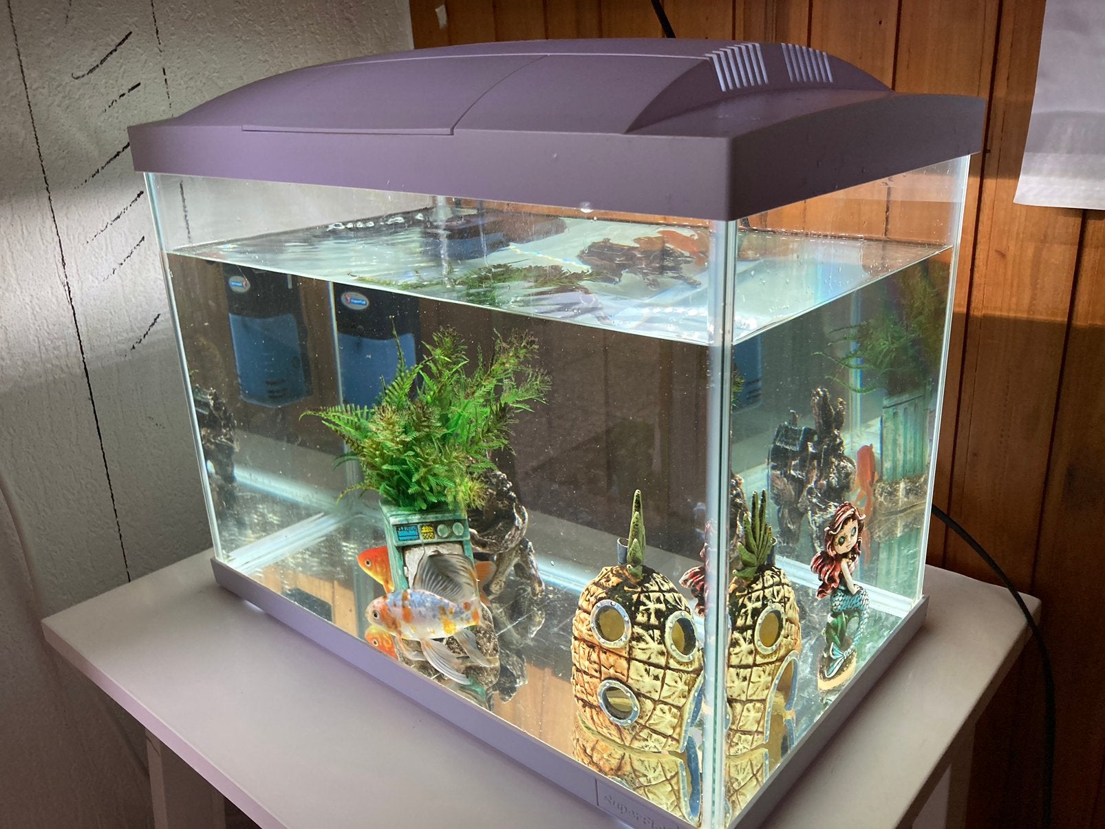 Aquarium met twee goudvissen en toebehoren, Dieren en Toebehoren, Vissen | Aquaria en Toebehoren, Ophalen, Overige typen, Zo goed als nieuw