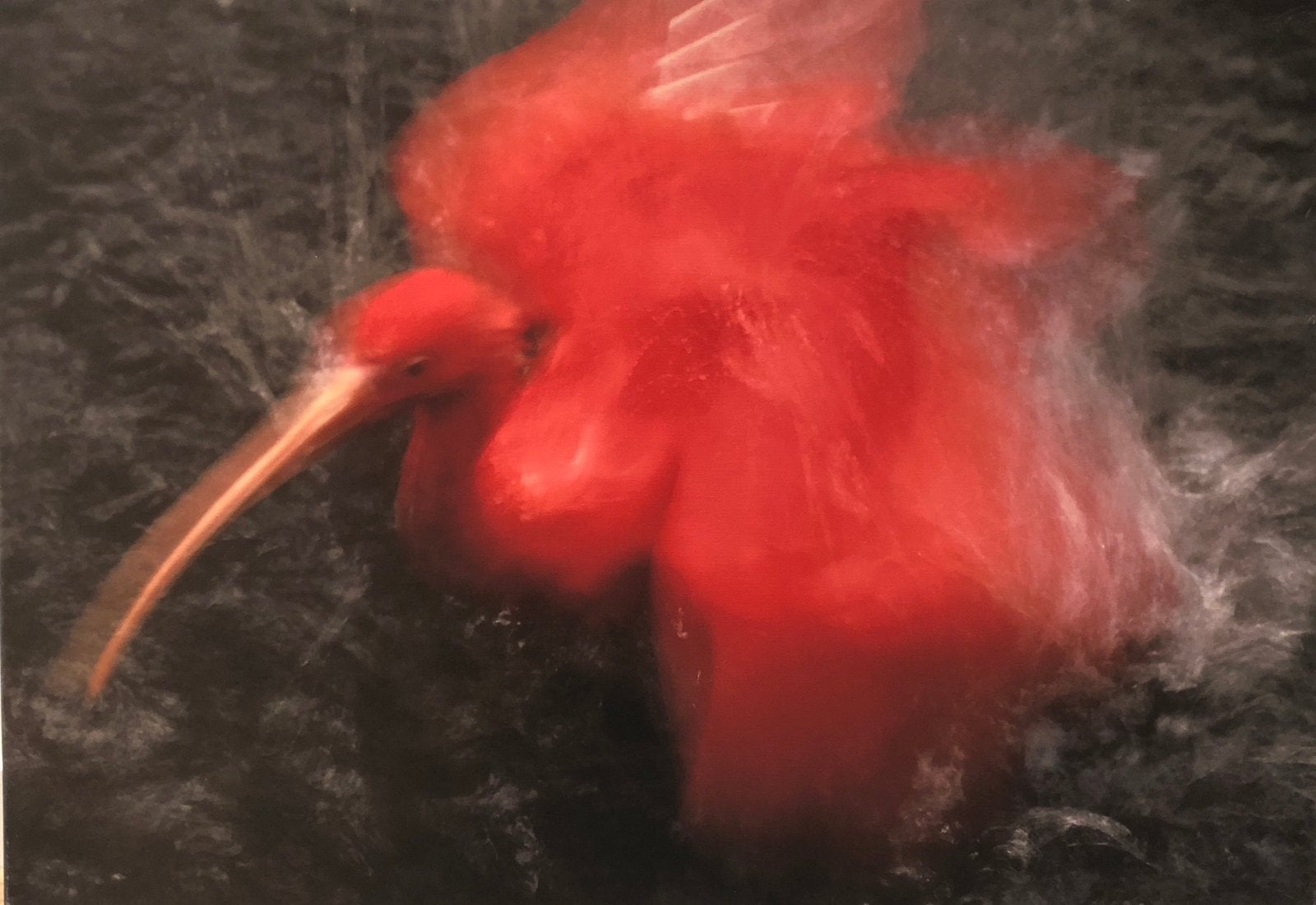 Wanddecoratie: Rode Ibis print op canvas (IKEA), Ophalen, Zo goed als nieuw