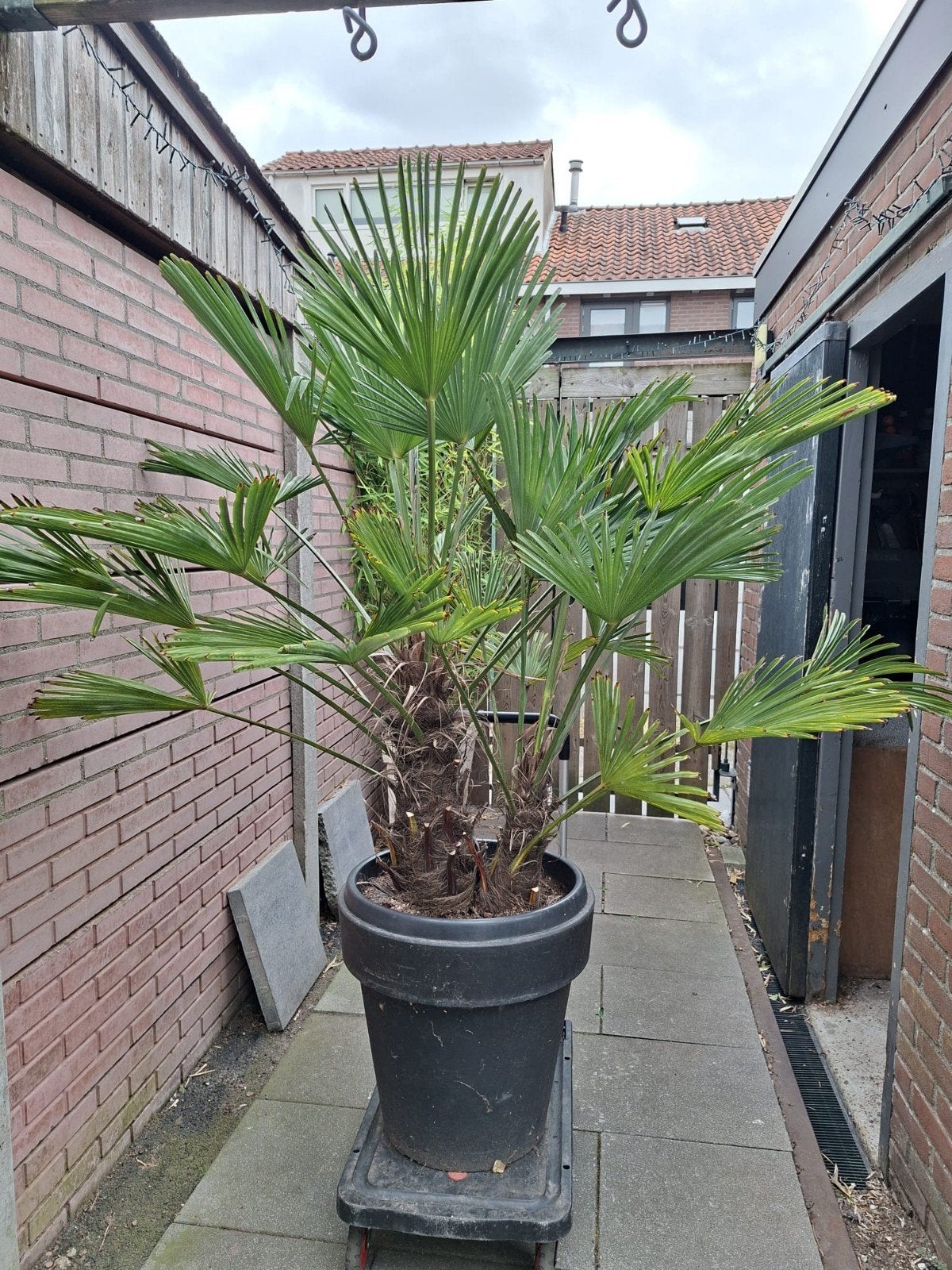 Trachycarpus Wagnerianus met 2 stammen, 100 tot 250 cm, Zomer, Palmboom, Ophalen
