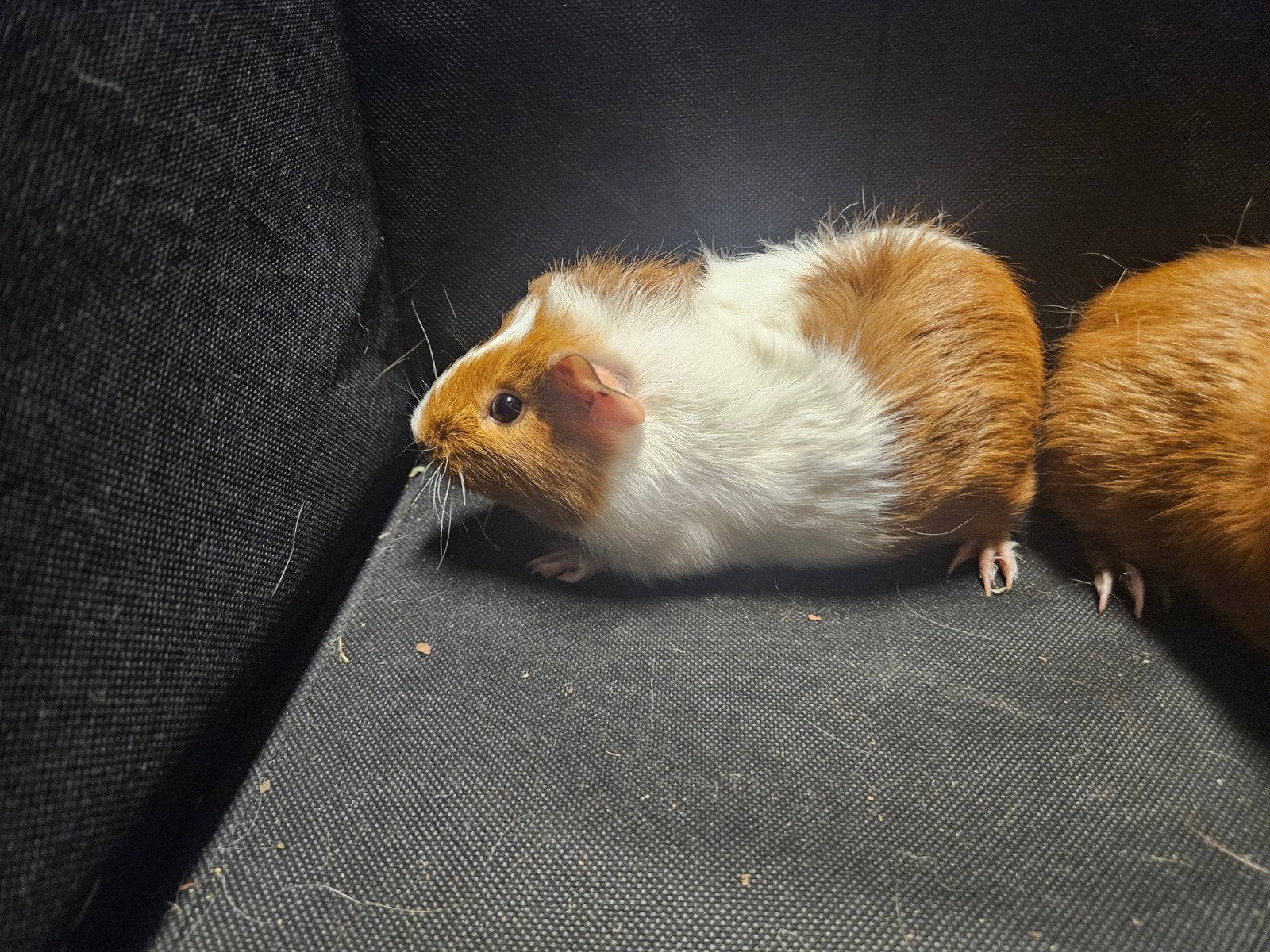 Cavia zeugje, Dieren en Toebehoren, Cavia, Vrouwelijk, Mei, Tam