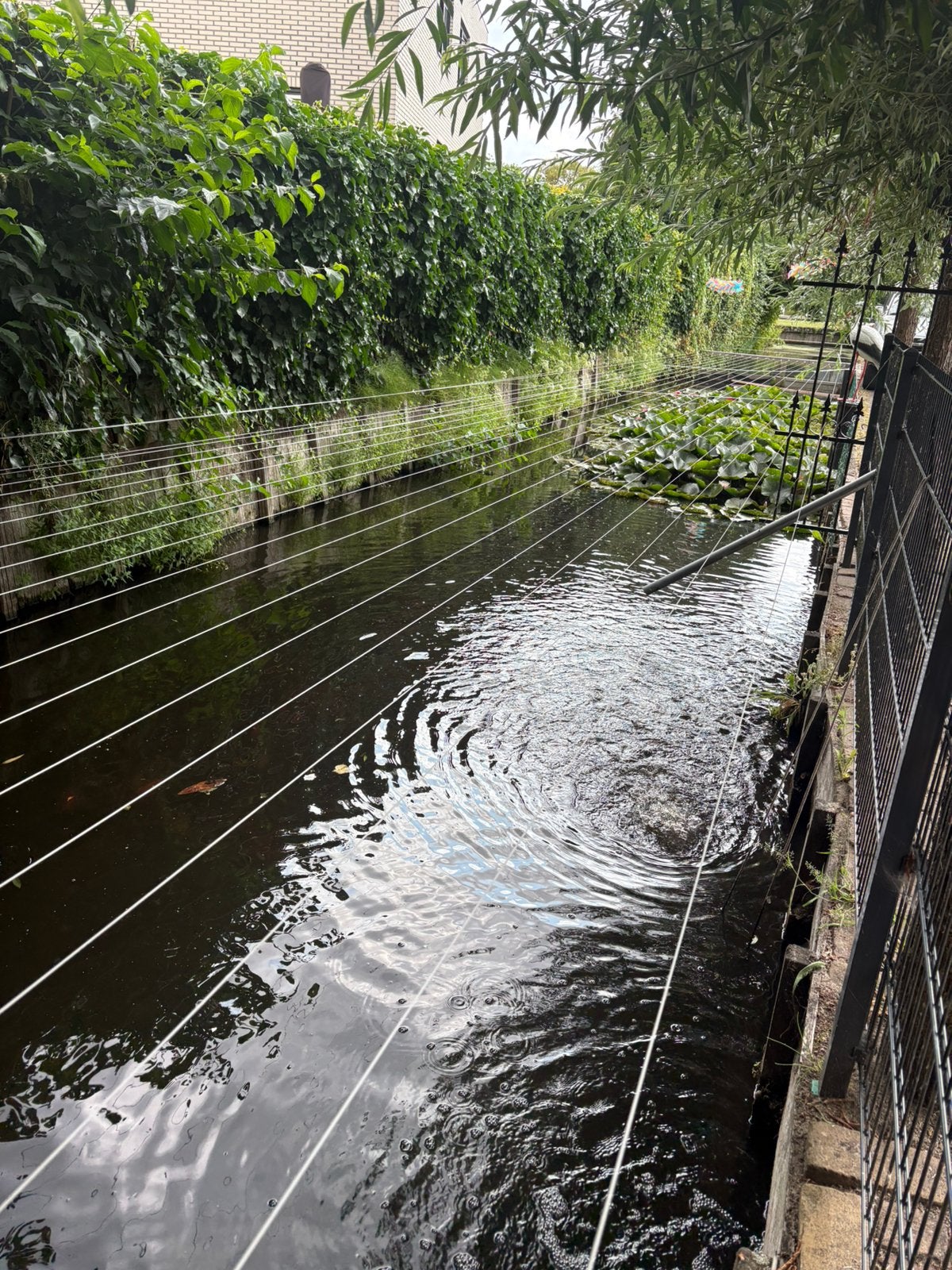 Gratis goudvissen gezocht voor natuurlijke vijver, Verzenden, Gebruikt