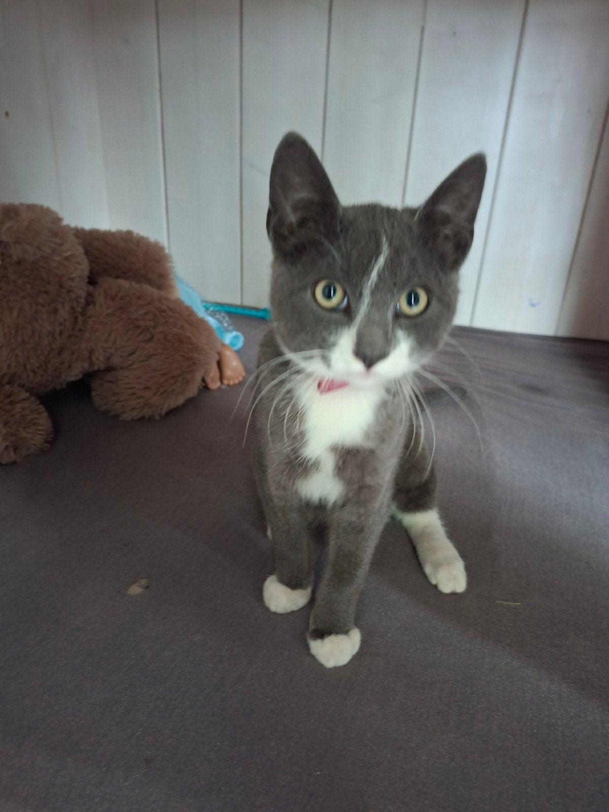 Kitten, Dieren en Toebehoren, Kater