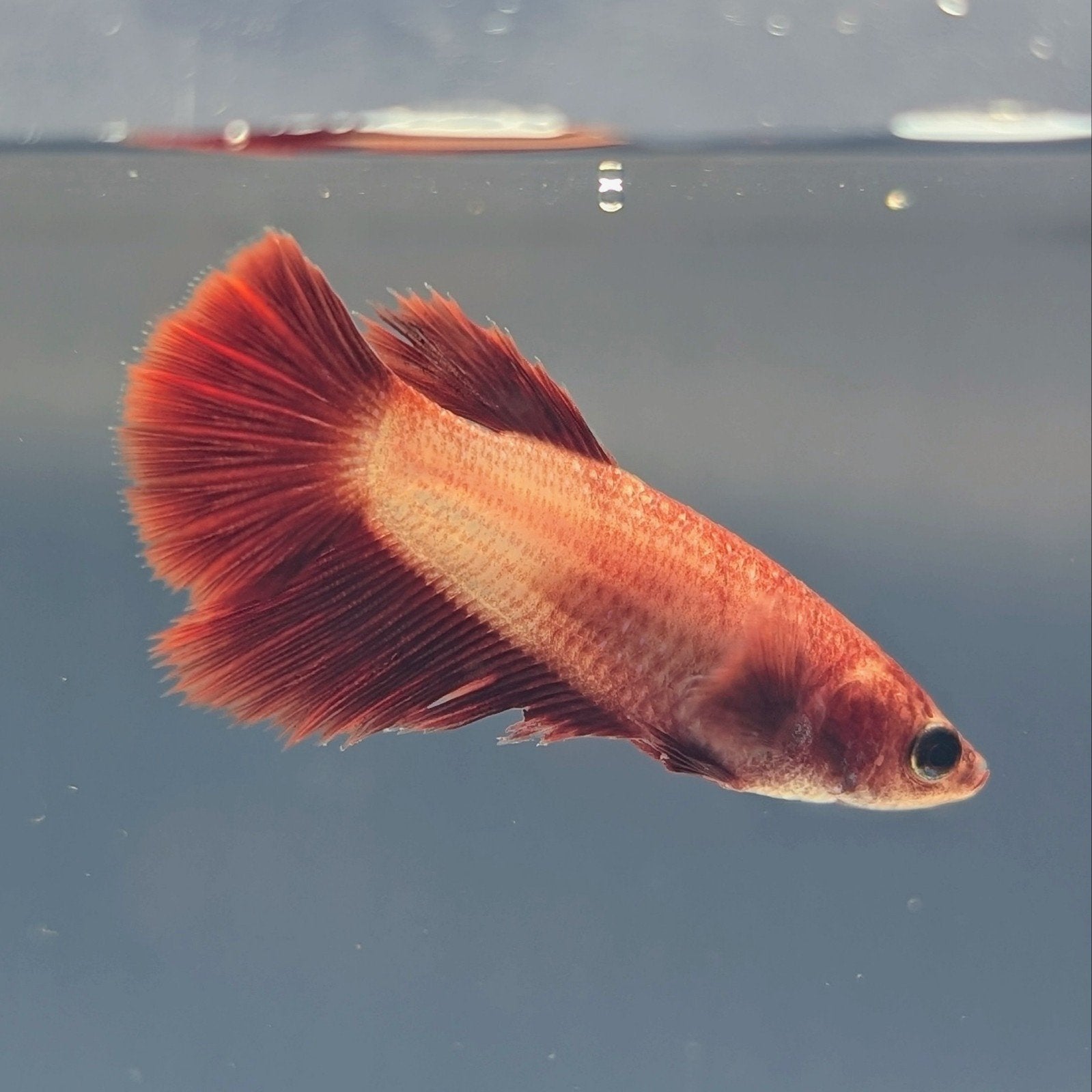 Halfmoon Betta / Kempvis vrouwen, Dieren en Toebehoren, Hagedis, 0 tot 2 jaar