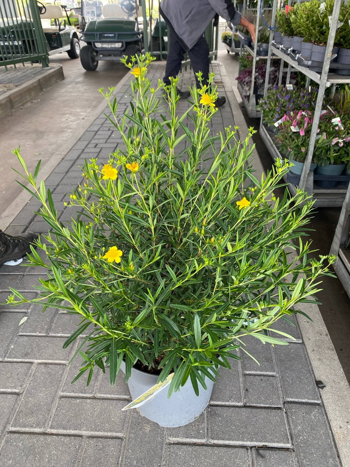 Hypericum 'Sunny Boulevard' - Langbloeiende Hertshooi, Volle zon, Vaste plant, Zomer, Ophalen