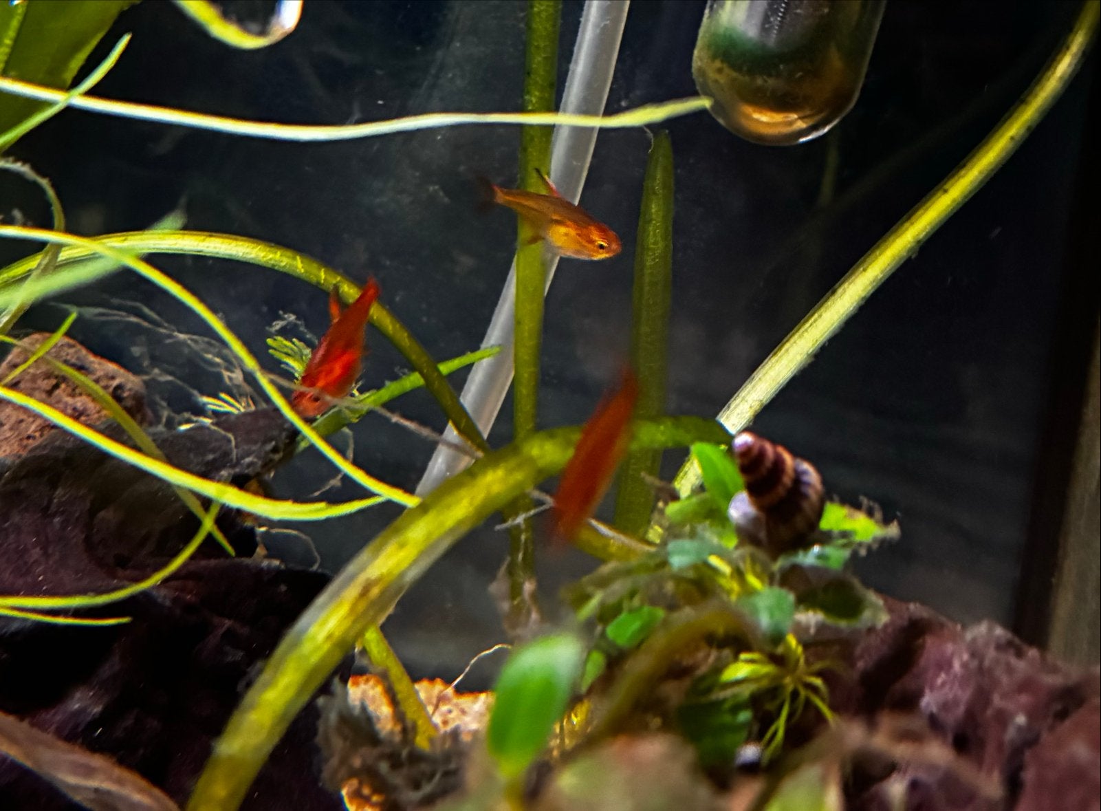 Compleet aquarium 60 cm, Dieren en Toebehoren, Ophalen, Zo goed als nieuw, Gevuld zoetwateraquarium