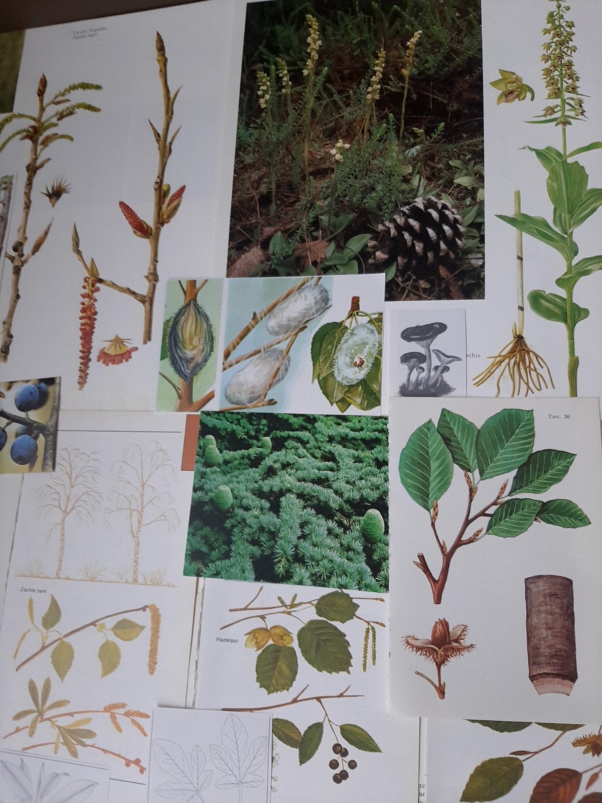 Vintage Botanische Illustraties - Bomen, Planten, Bloemen, Hobby en Vrije tijd, Ophalen of Verzenden, Nieuw, Versiering of Embellishment