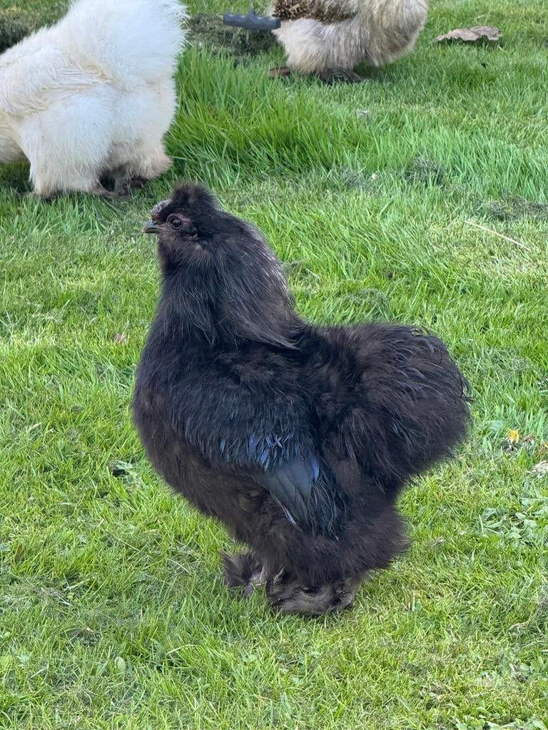 Haan USA Zijdehoen zwart, Dieren en Toebehoren, Mannelijk, Kip
