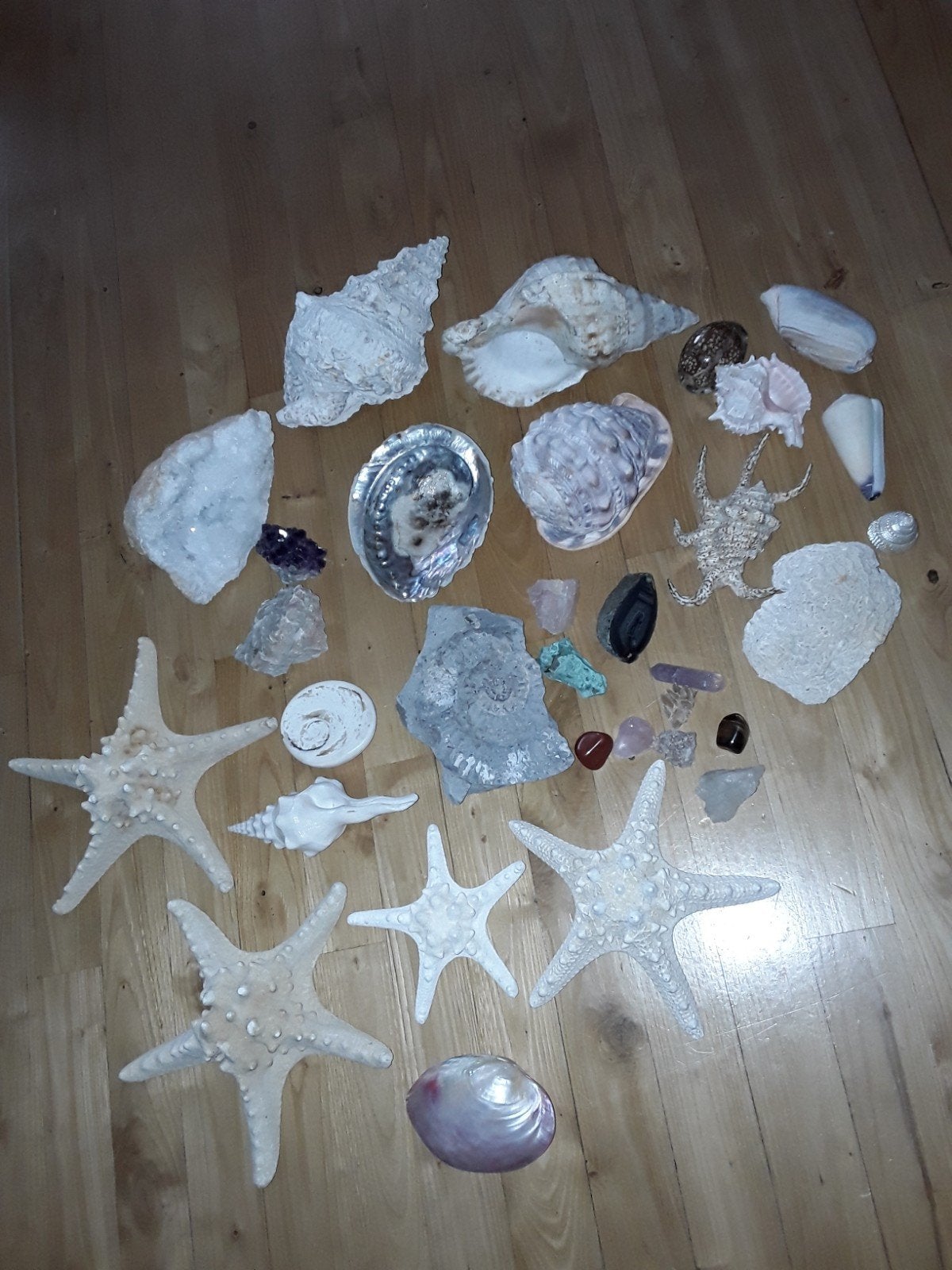Schelpen, mineralen,, koraal, fossielen en zeesterren, Ophalen of Verzenden, Schelp(en)