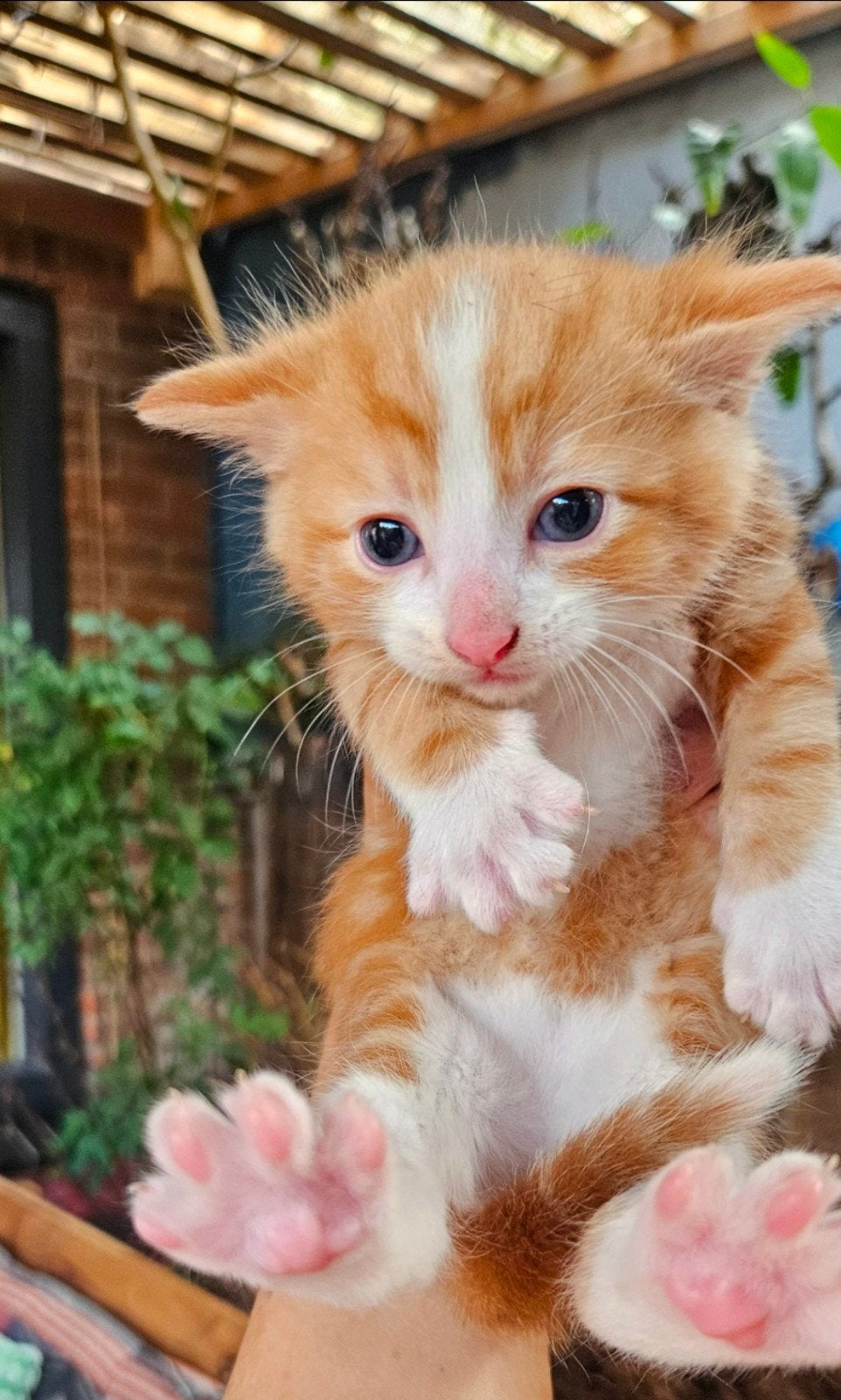 lieve schattige kittens tekoop, Meerdere dieren