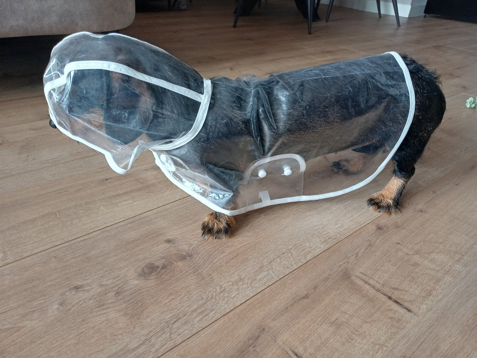 Regenjasje, Dieren en Toebehoren, Ophalen