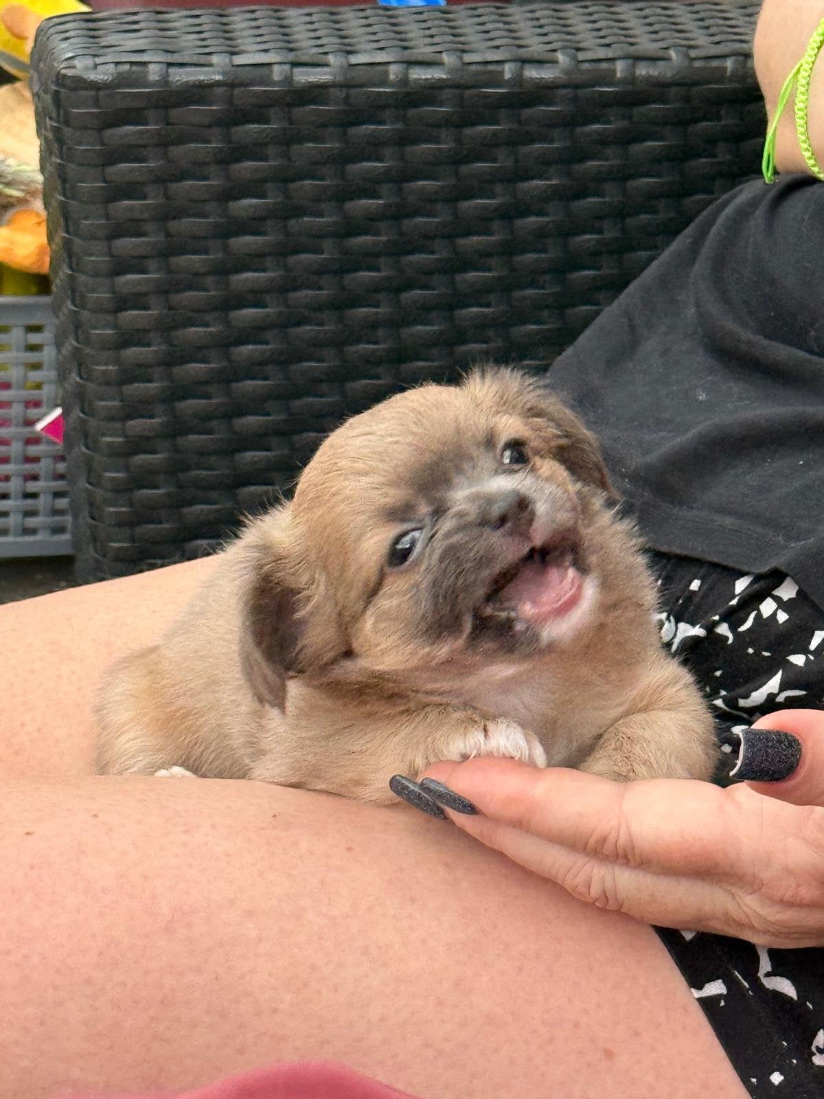 Liefdevolle ShiChi puppy’s, Parvo, 8 tot 15 weken, Teef, Meerdere