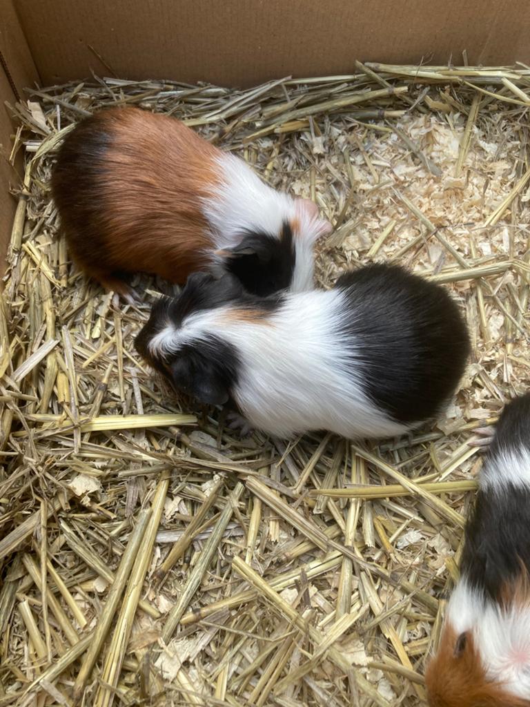 Cavia’s, April, Mannelijk, Cavia