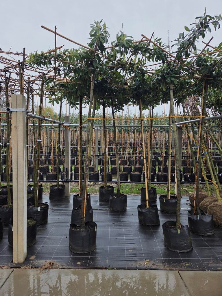 Dak laurier groen blijvend, Dak amberboom.  Dak vorm  bomen, Ophalen, In pot, Halfschaduw