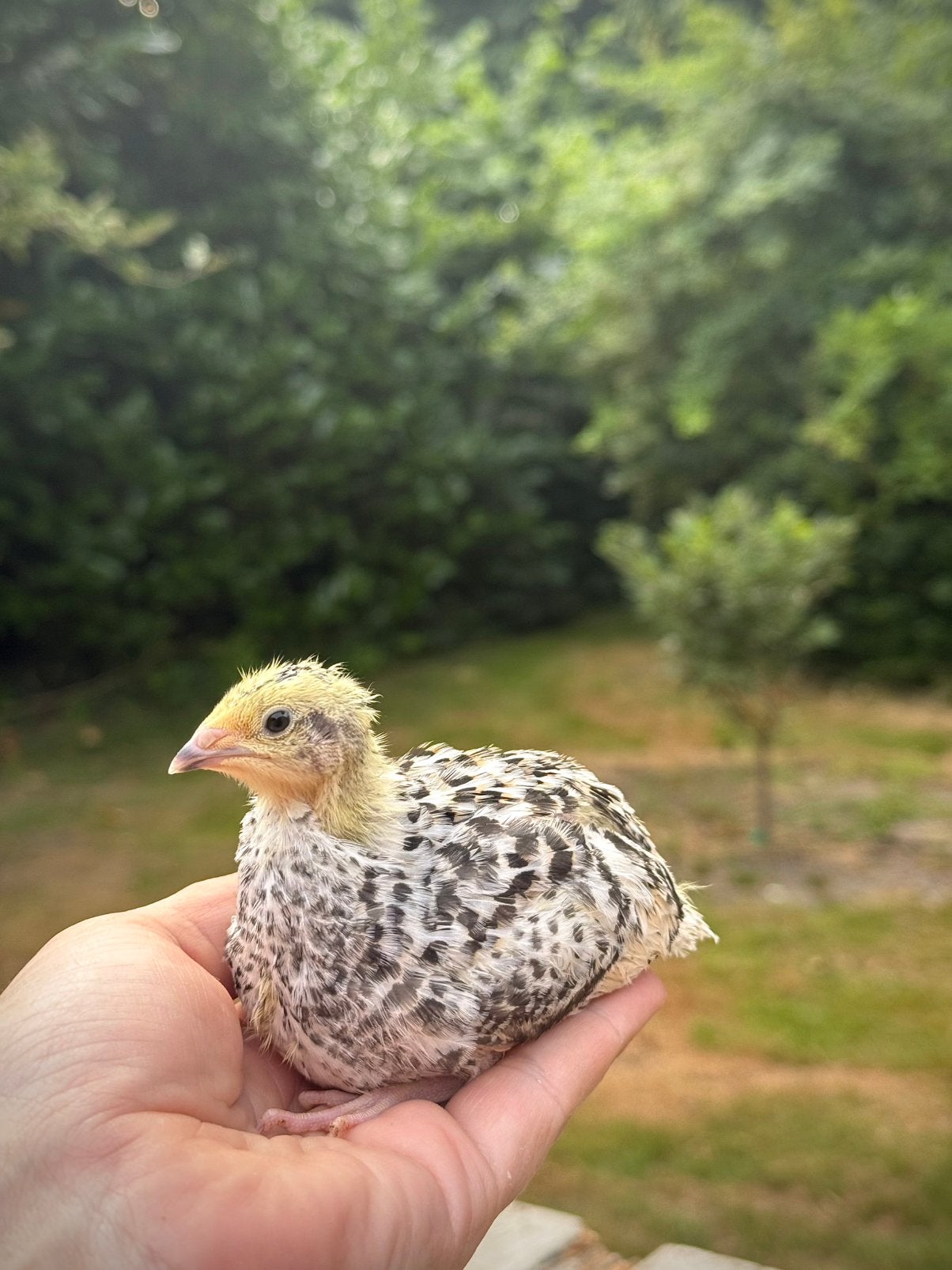 Kwartel kuikens, Geslacht onbekend, Kip