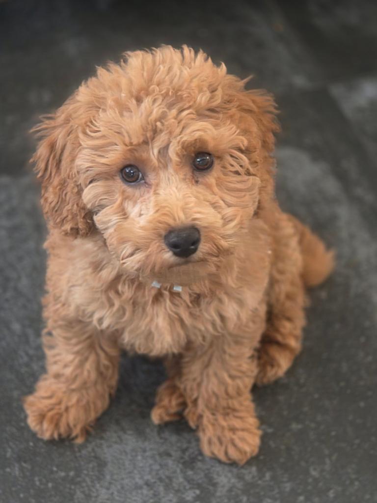 Toypoedel puppys, Overige rassen, 8 tot 15 weken, Meerdere, Meerdere dieren