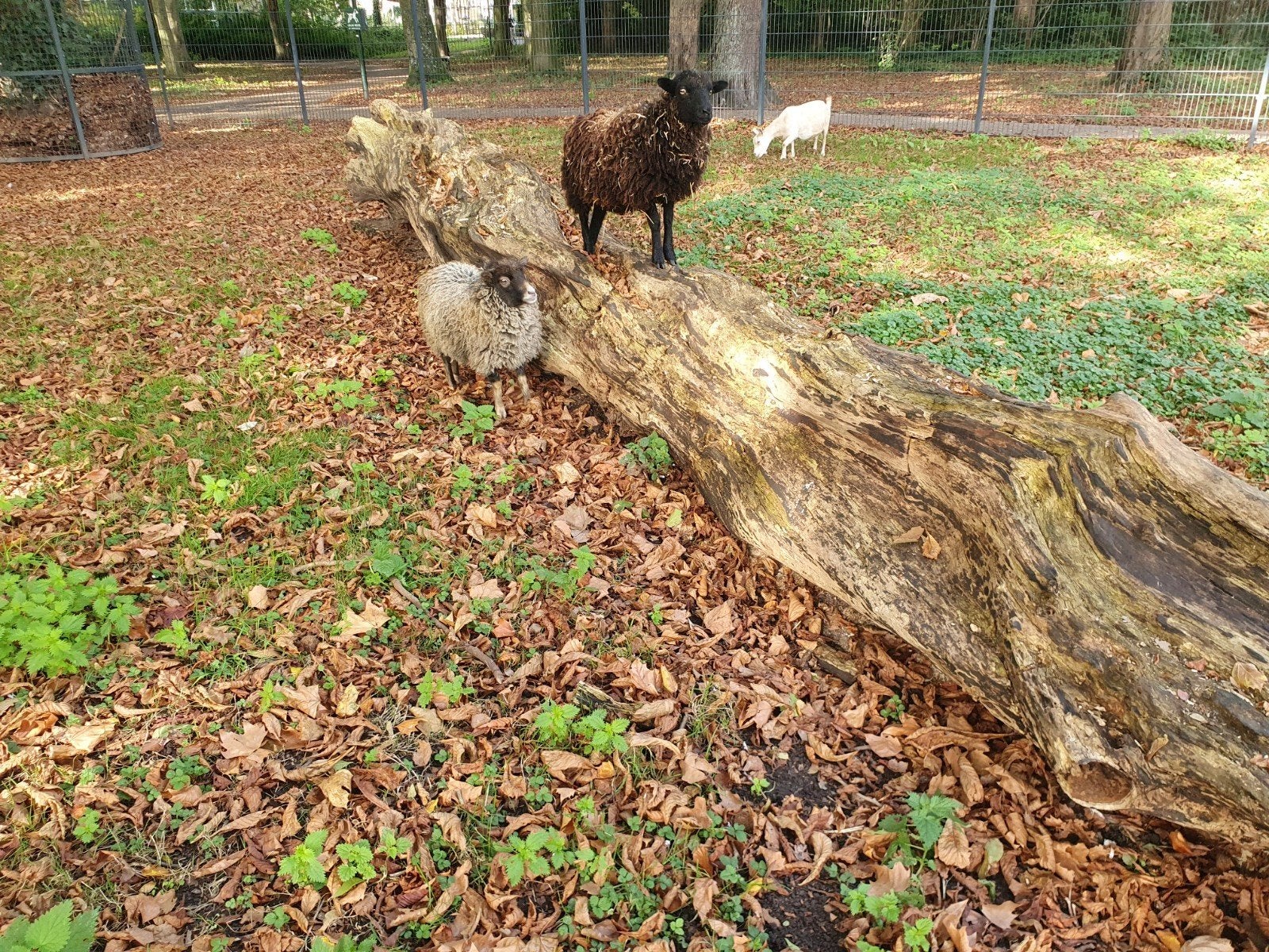 2 oussant ooitjes, Vrouwelijk, Schaap, 0 tot 2 jaar