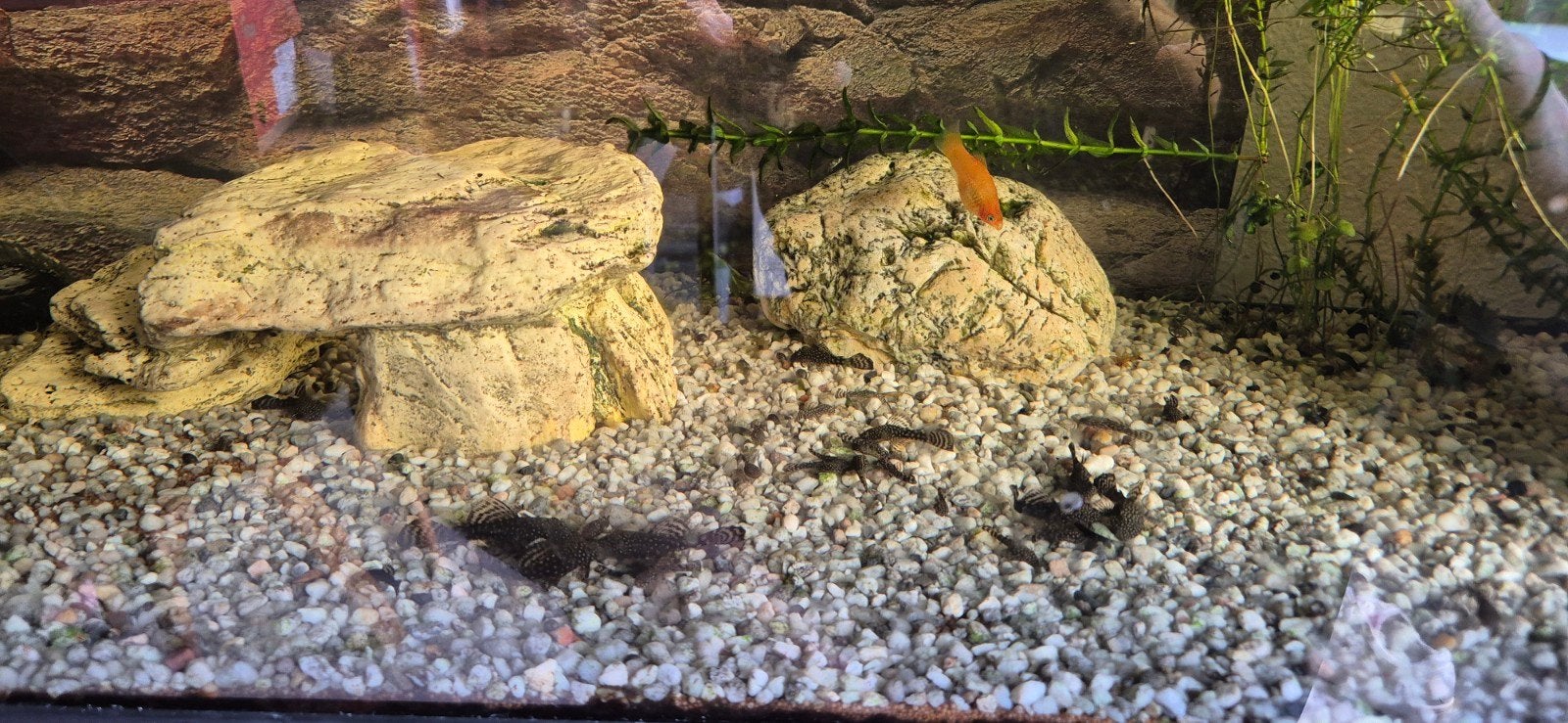 Plecosalgeneters guppies, Vis